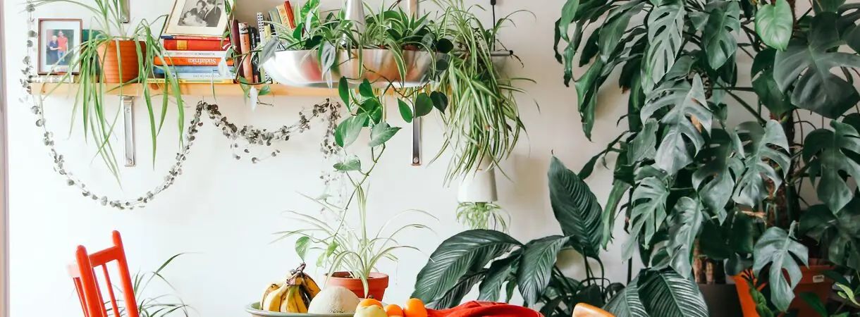 5 dicas para uma casa mais ecológica