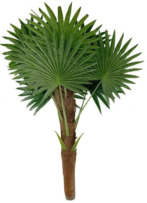 Palmeira leque