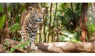 Painel Fotográfico Jaguar Em Belize