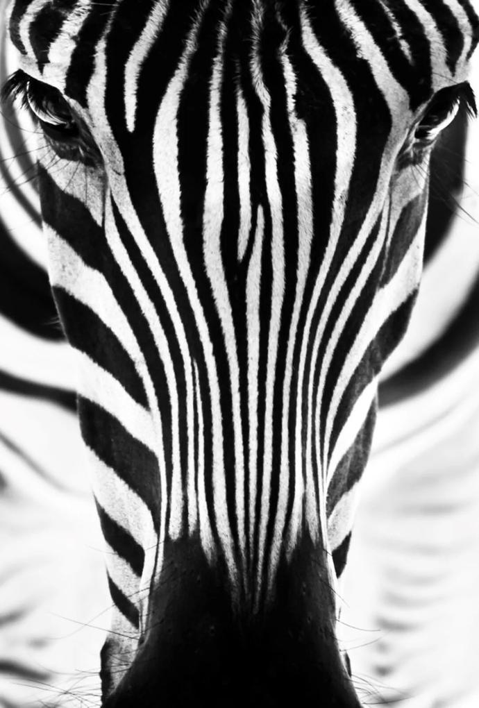 Placa Decorativa StickDecor Zebra