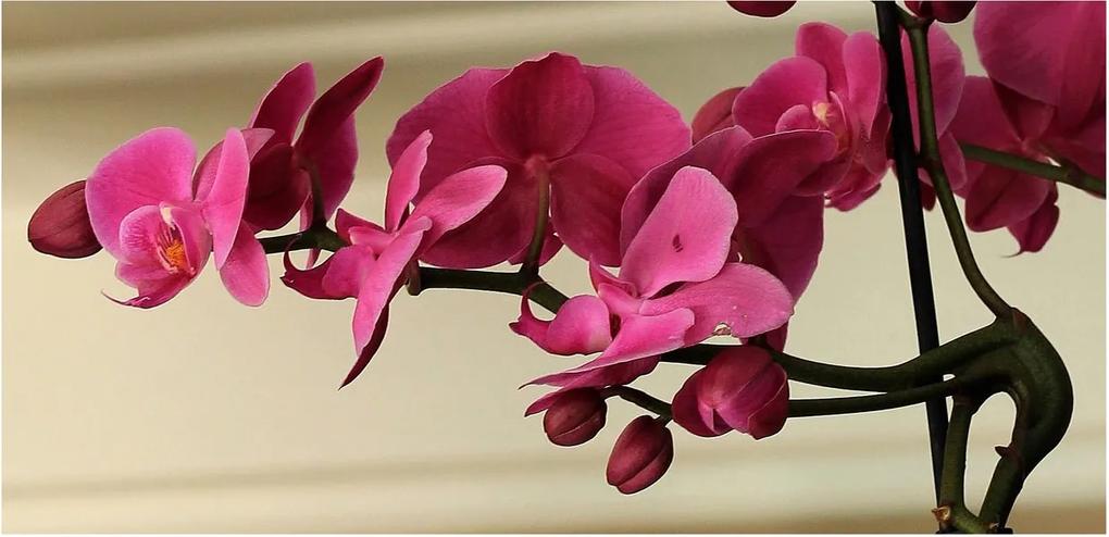 Quadro Tela Decorativa Flor Orquídea Rosa 70x35cm