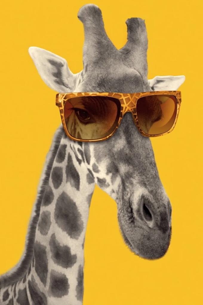 Placa Decorativa Girafa Hipster