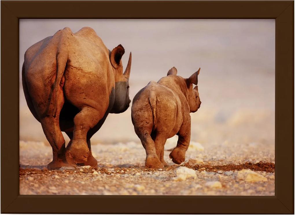 Quadro para Sala Foto Safari Rinoceronte Moldura Marrom 33x43cm