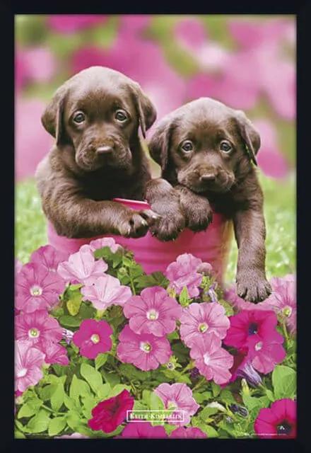 Quadro Decorativo Poster Filhotes Cachorros Marrons 60x90cm