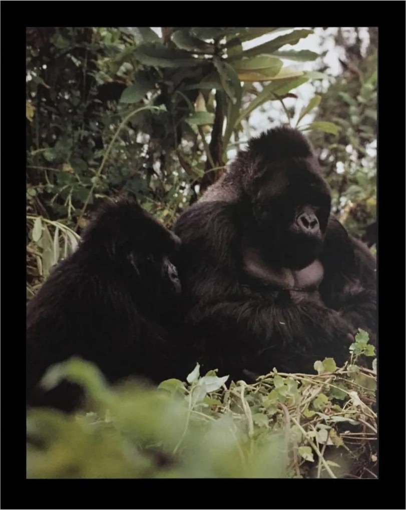 Gravura Poster Para Quadros Gorilas 40x50cm
