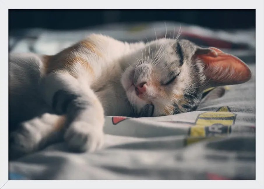 Quadro Decorativo Poster Com Moldura E Vidro Pet Gato Dormindo 33x24cm