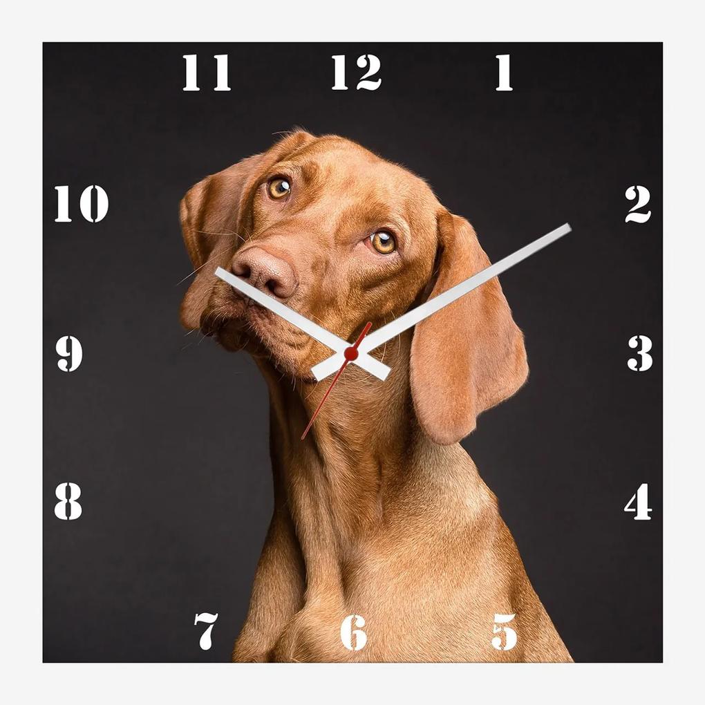 Relógio De Parede Personalizado Pet Cachorro Vizsla 30x30cm