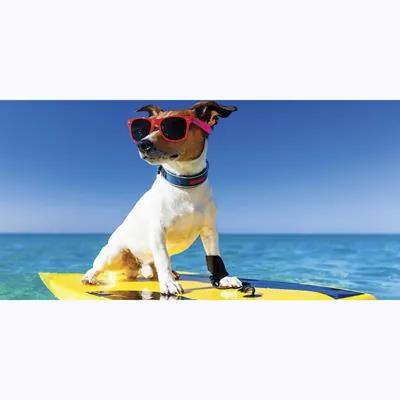 Painel Fotográfico Cão Com Óculos De Sol