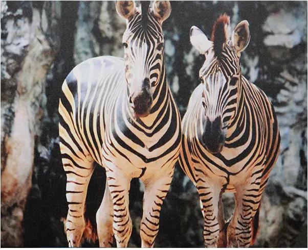 Tela Impressa Zebras África
