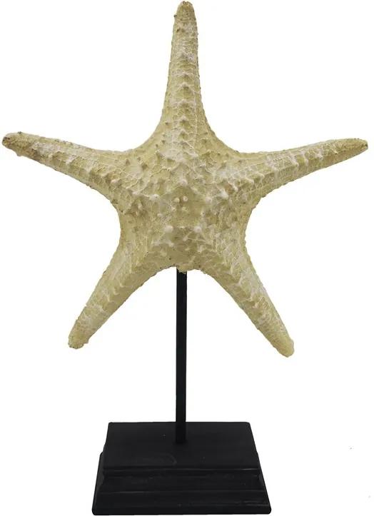 Escultura Decorativa Estrela Do Mar