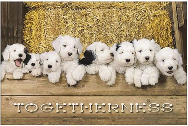 Gravura Poster Para Quadros Pets Dogs Filhotes Com Manchas Pretas 90x60cm