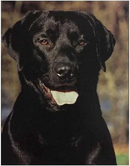 Gravura Poster Para Quadros Pet Cachorro Labrador 40x50cm