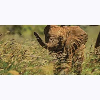 Painel Fotográfico Elefante No Quênia
