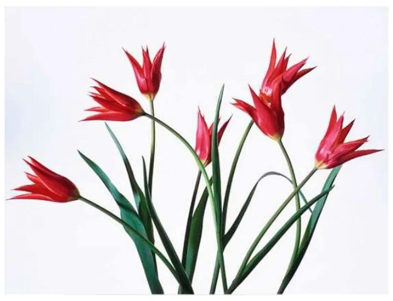 Quadro Decorativo Flores Vermelhas - KF 49134 40x60 (Moldura 520)