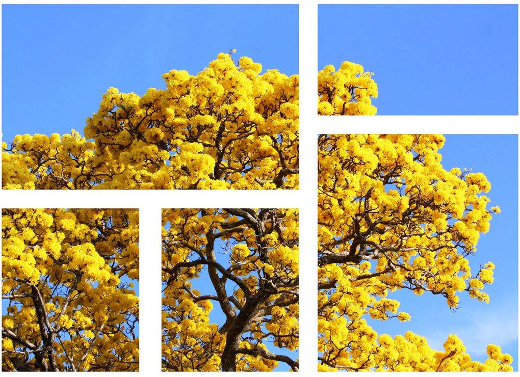 Conjunto De Telas Decorativas árvore Ipê Amarelo Kit Com 5 Telas