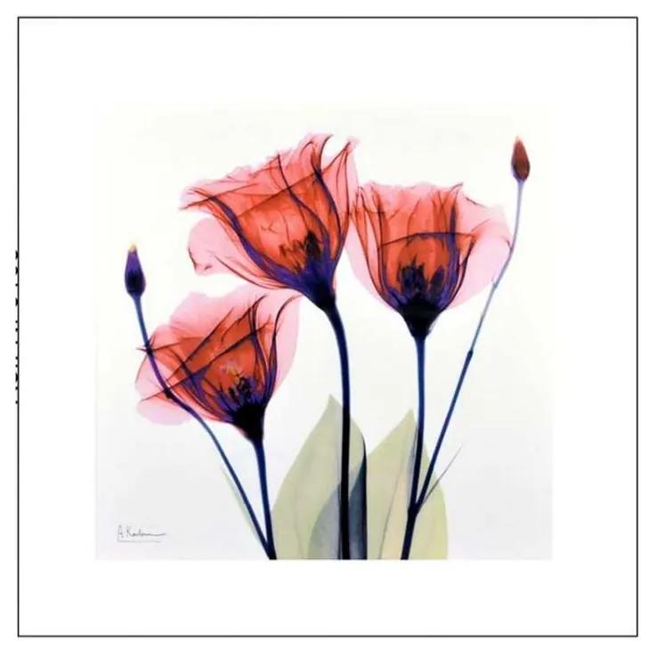 Quadro Decorativo Flores Delicadas - KF 50118 30x30 (Moldura 520)