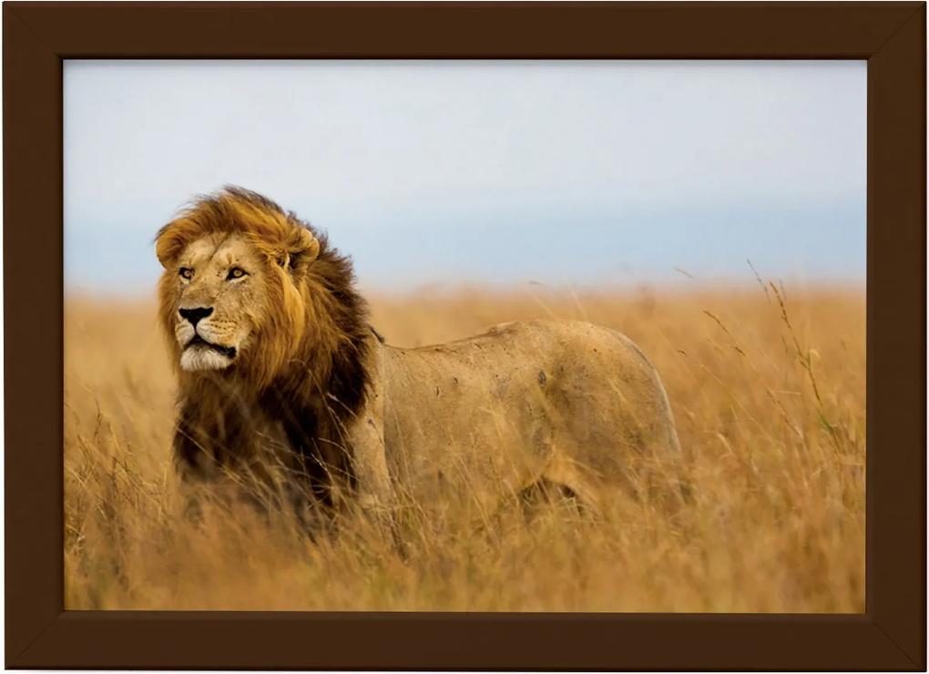 Quadro para Sala Foto Safari Leão Moldura Marrom 33x43cm