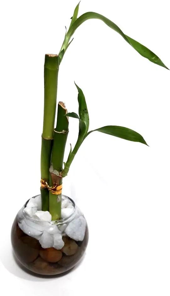 Vasinho de Redondo com Dois Bambus da Sorte (Lucky Bamboo)