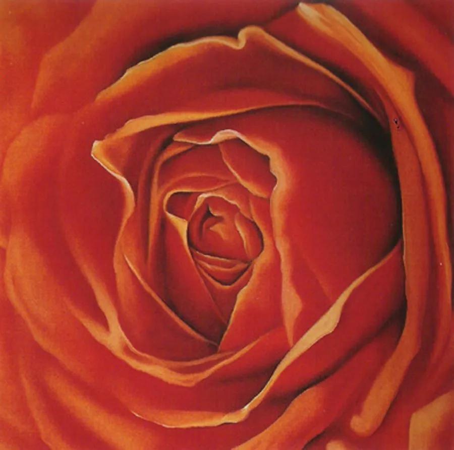 Gravura Floral Para Quadros Rosa Vermelha 30x30cm
