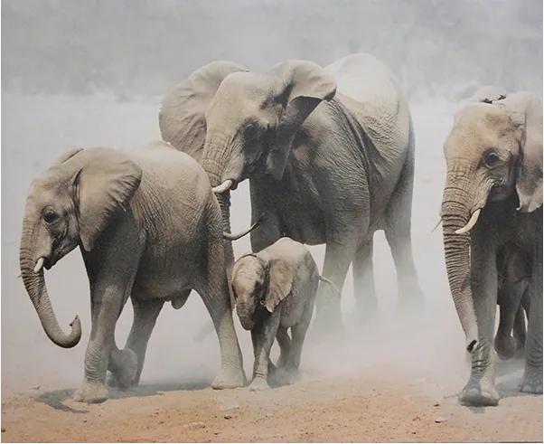 Tela Impressa Elefantes África
