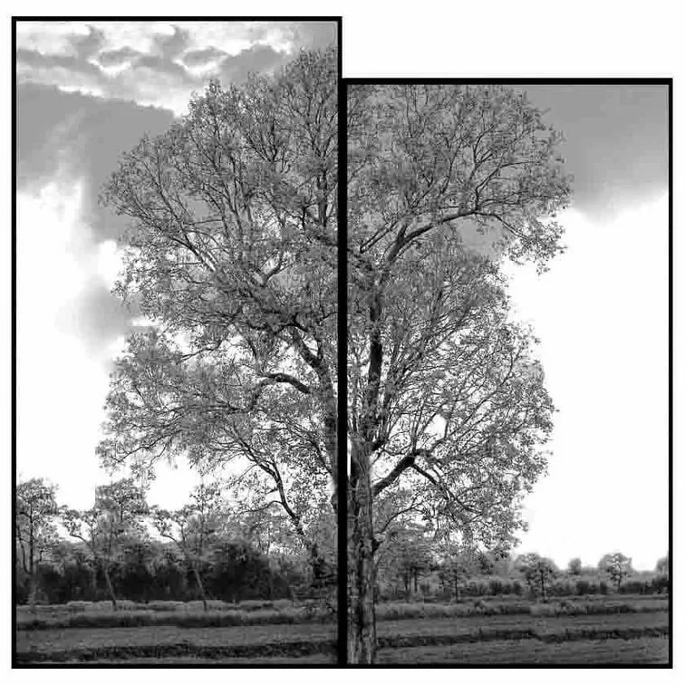 Kit 2 Quadros Decorativos Paisagem Árvore em Preto e Branco - FR 51196
