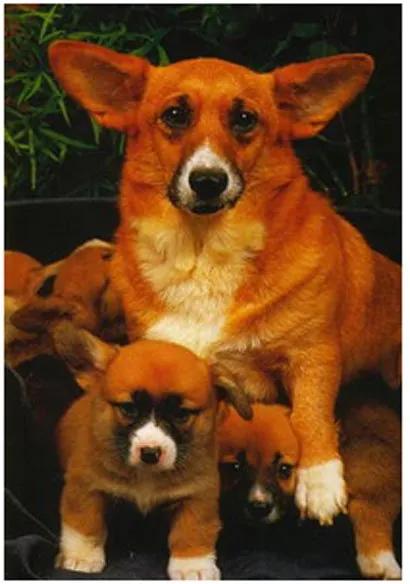 Gravura Poster Para Quadros Animais Pet Cachorros 40x50cm