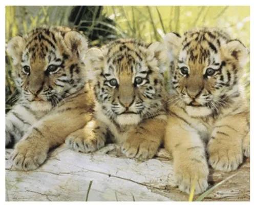Gravura Poster Para Quadros Tigres Filhotes 50x40cm