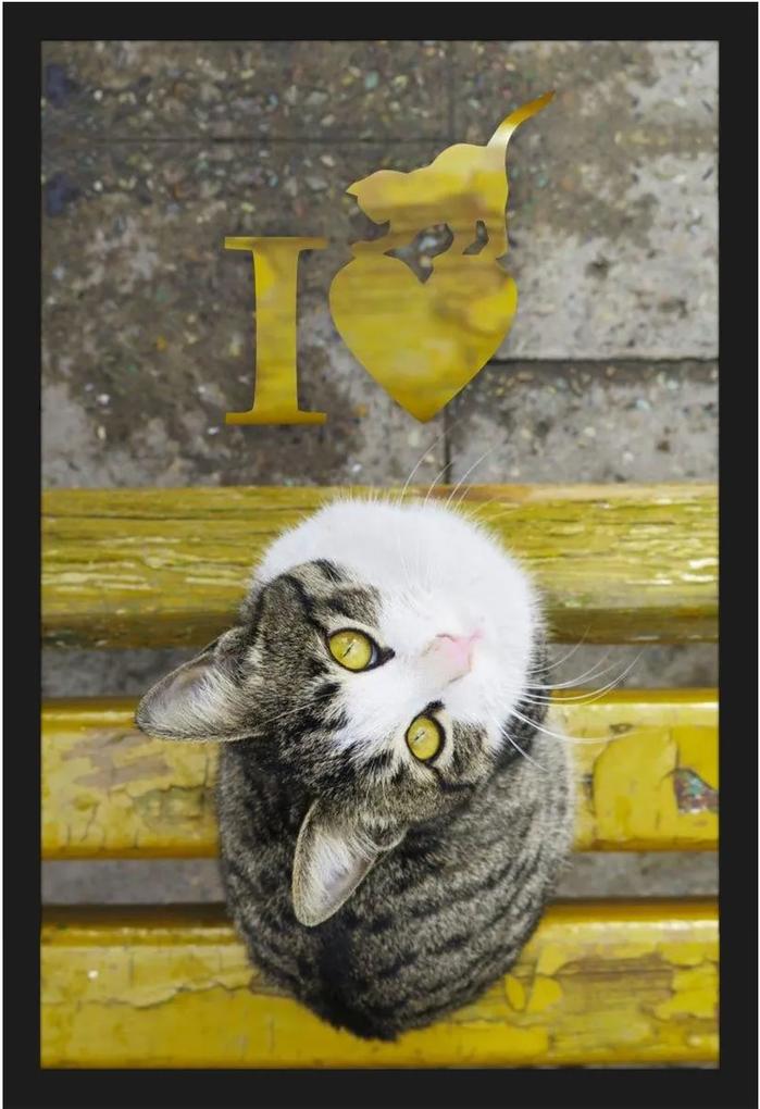 Quadro De Gato Em Banco Amarelo Com Frase Eu Amo Gatos 40x60cm
