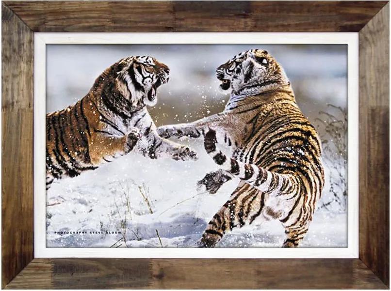 Quadro Decorativo Rústico Tigres Brigando 110x80cm