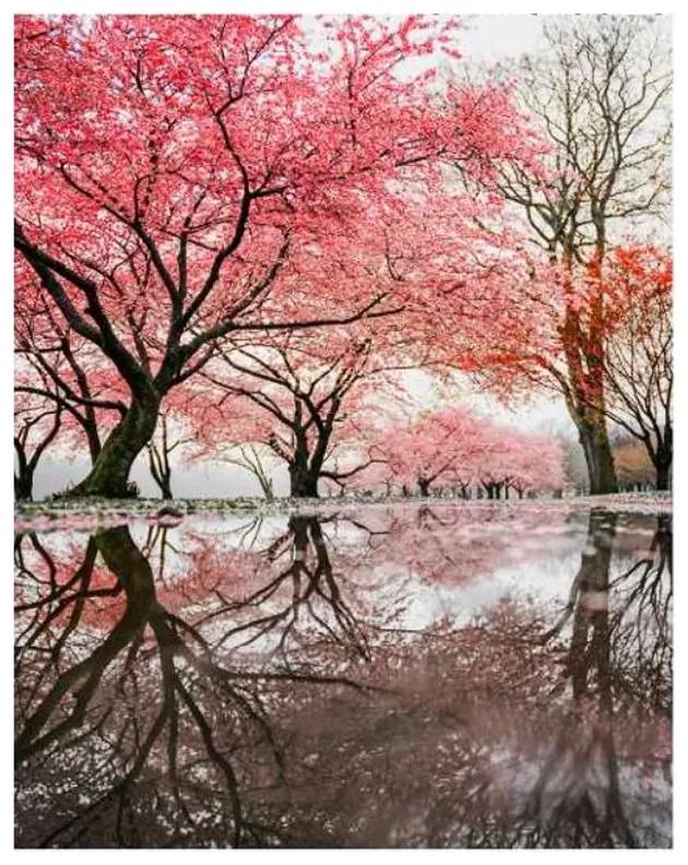 Quadro Decorativo Paisagem Árvore Sakura - KF 48963 40x60 (Moldura 520)