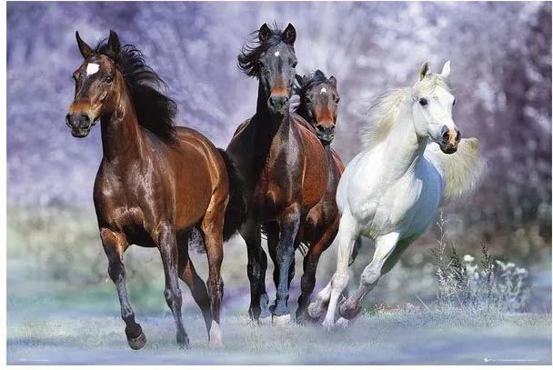 Poster Cavalos Correndo 90x60cm Com/sem Moldura