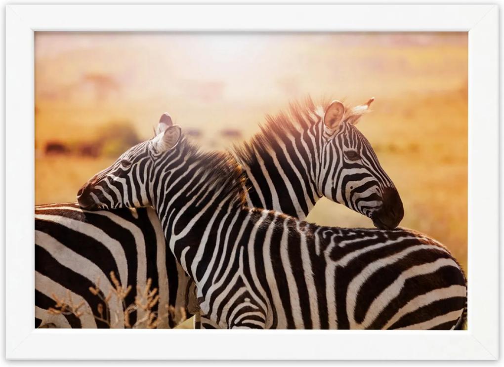 Quadro para Sala Foto Safari Zebra Moldura Branca 33x43cm