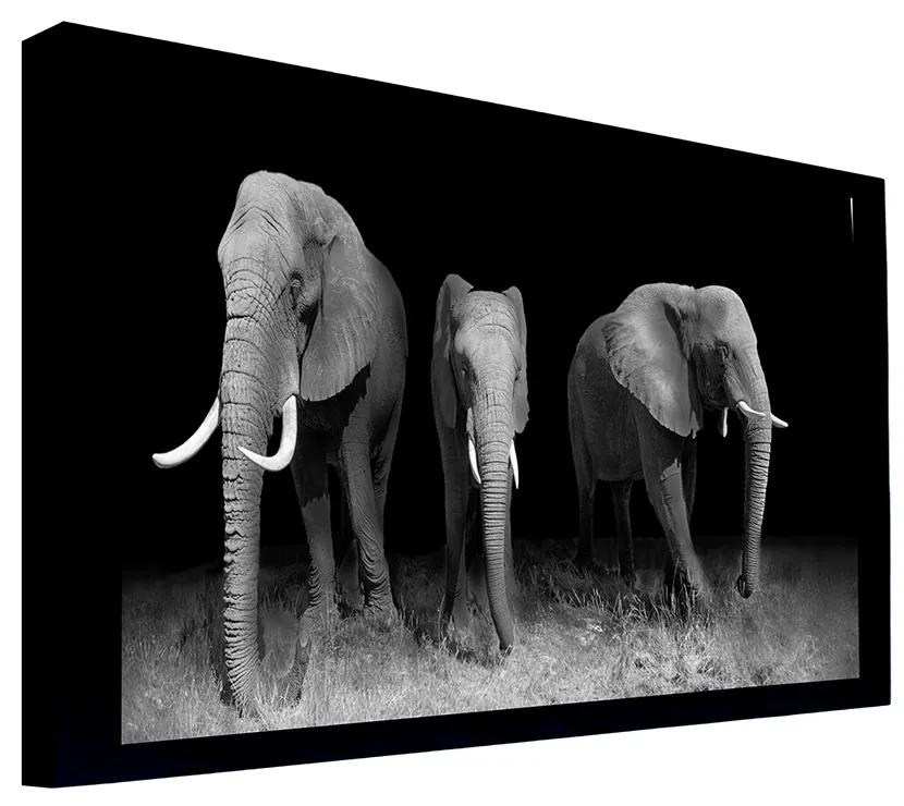 Quadro Decorativo 135x135 cm Elefante 031 com Moldura Laqueada Preto G64 - Gran Belo