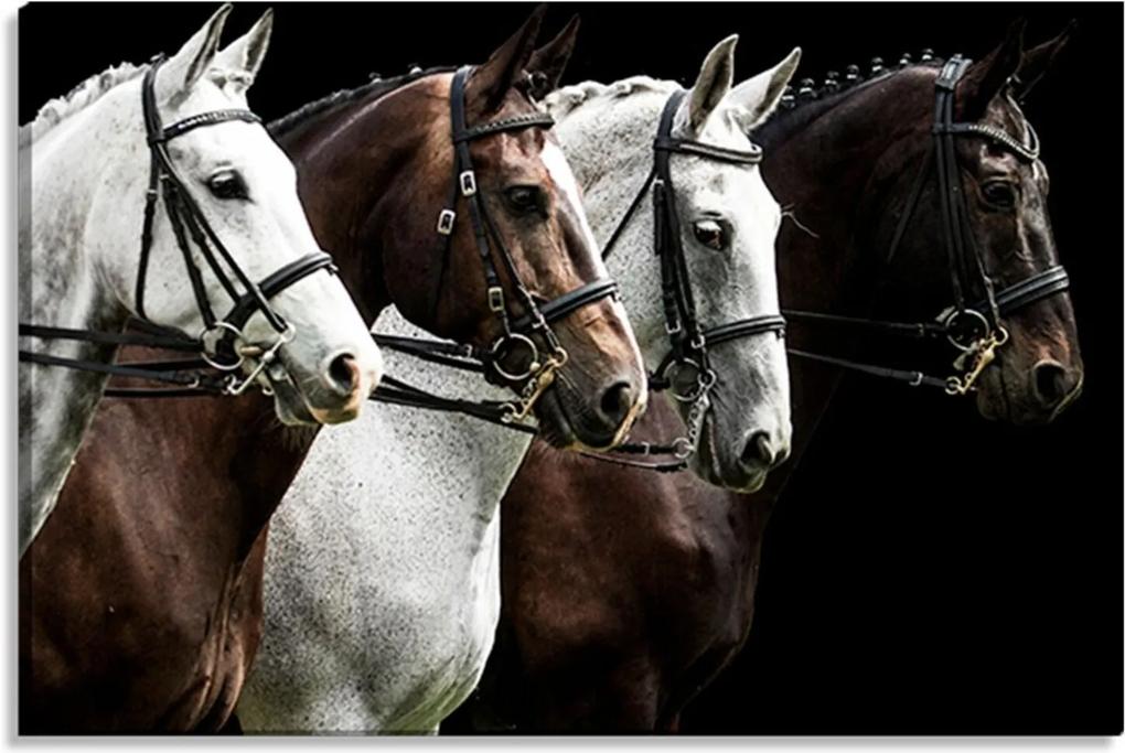 Tela Decorativa Estilo Fotografia Cavalos Encilhados - Tamanho: 60x90cm (A-L) Unico