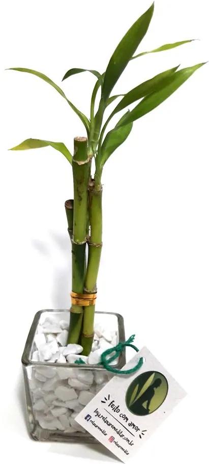 Vasinho de Vidro com Três Bambu da Sorte (Pequeno)