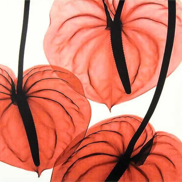 Gravura Para Quadros Floral Folhas Vermelhas 30x30cm