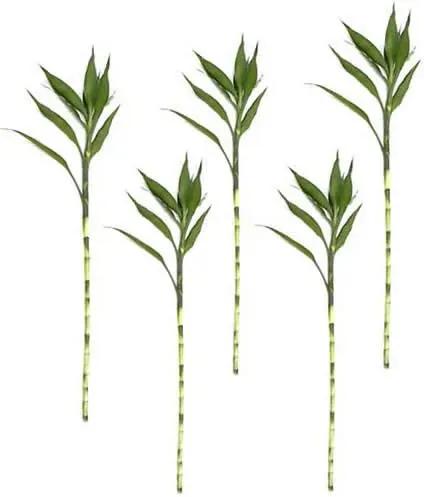 Kit com 5 Hastes de Bambu da Sorte (Extra Grande)