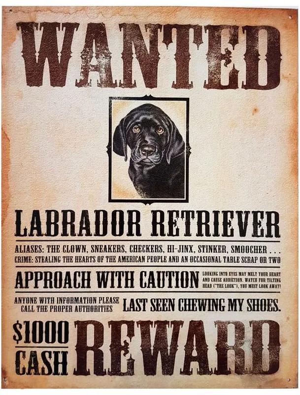 Placa De Metal Procura-se Labrador