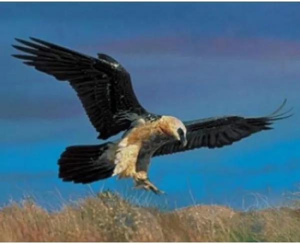 Gravura Poster Para Quadros águia Caçando 50x40cm