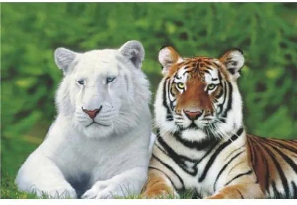 Gravura Poster Para Quadros Tigre Branco E Tigre De Bengala 90x60cm