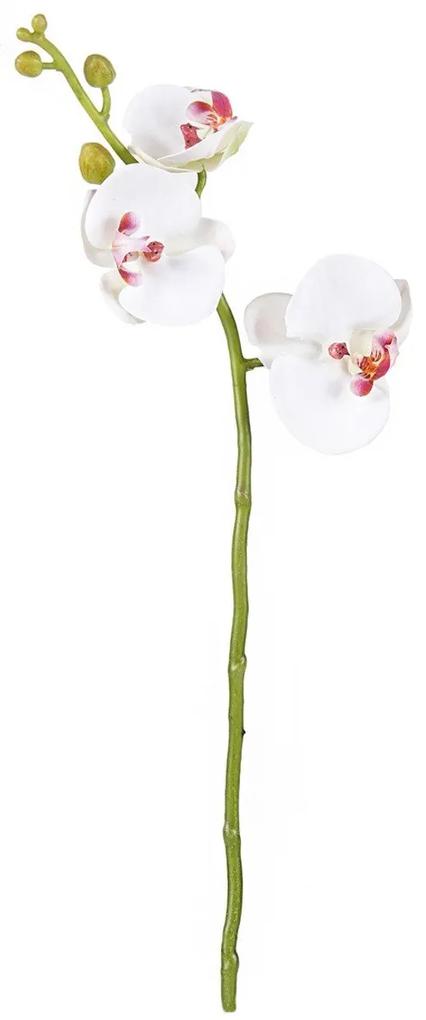 Orquídea Phalaenopsis Mini - Branco  Branco