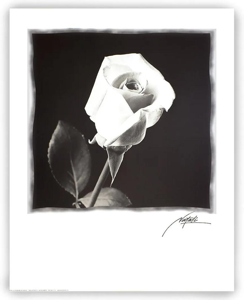Gravura Para Quadros Floral Em Preto E Branco 56x71cm