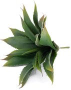 Folha Artificial Agave com Raiz X21 para Arranjos Verde 25 cm F04 - D'Rossi