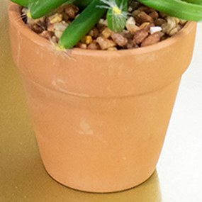 Vaso com Cacto Ferocactus Orcuttii Verde com Flor Amarela 14x6 cm - D'Rossi
