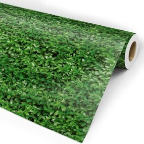 Papel Folhagem Hera Verde Jardim Vertical Lavável | Dcorando