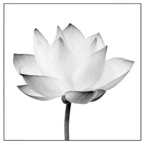 Quadro Decorativo Flor de Lótus Preto e Branco - KF 50108 30x30 (Moldura 520)