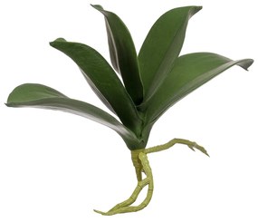 Folhagem para Orquídea Phalaenopsis c/ 5 folhas e Raiz - Verde