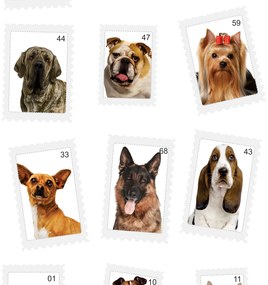 Papel de parede adesivo animal fotos cachorros