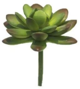 Suculenta Echeveria - Brilliance