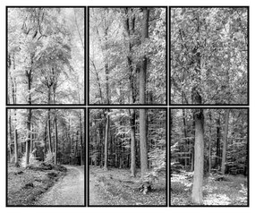 Kit 6 Quadros Decorativos Floresta Preto e Branco - FR 51204